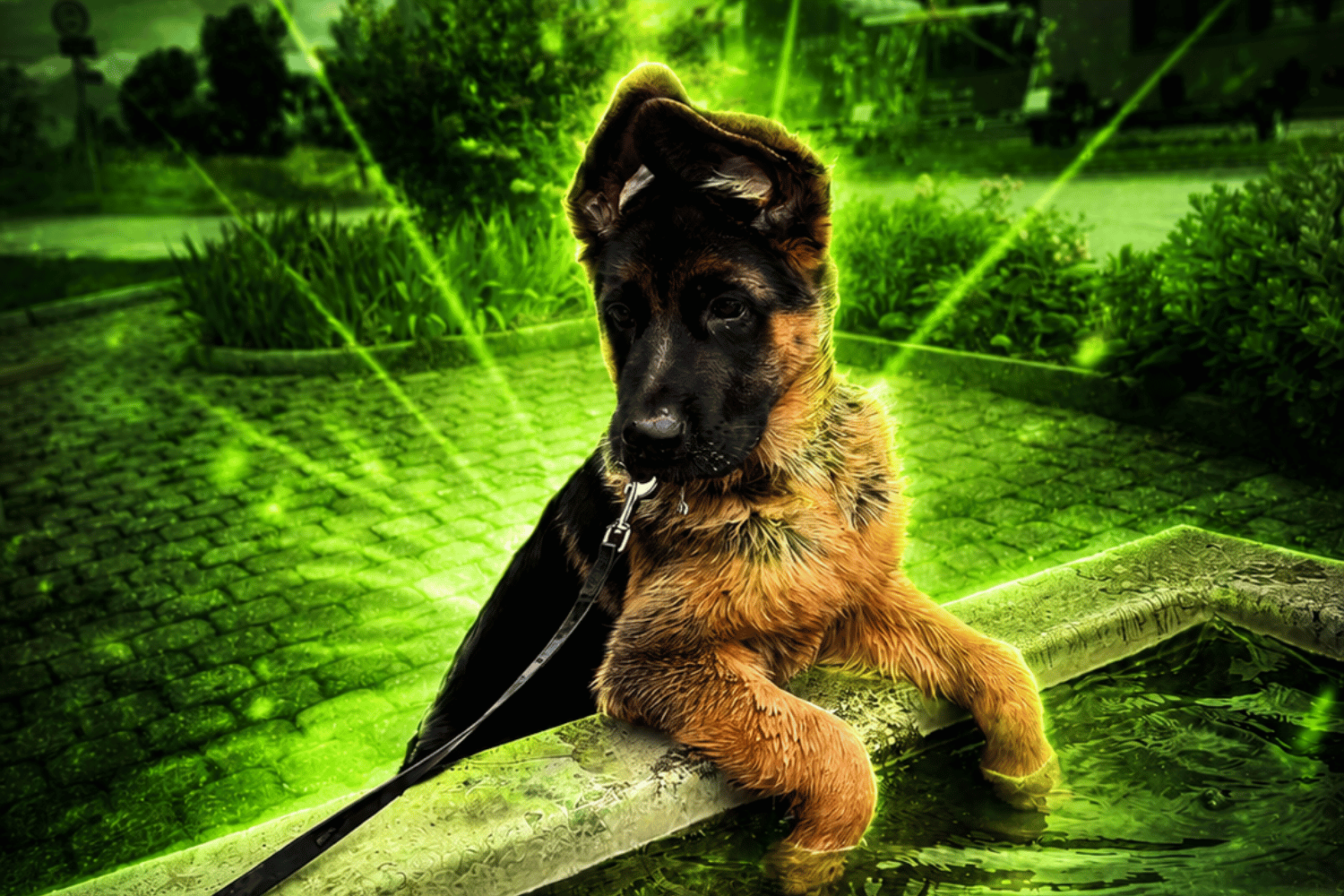 Kuba the german shepherd puppy